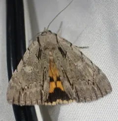 Clinton's Underwing thumbnail 2
