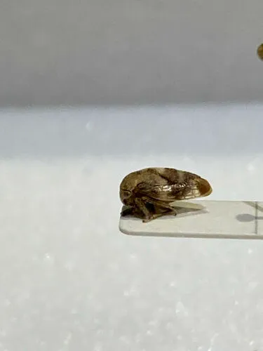 Cyrtolobus pallidifrontis