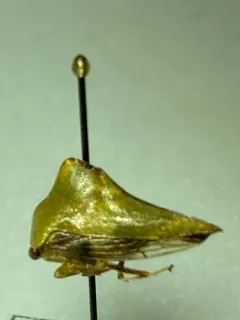 Palonica viridia thumbnail 1