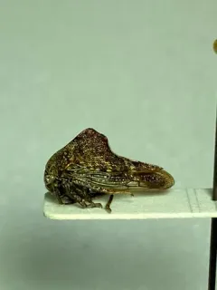 Palonica tremulata thumbnail 2