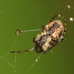 Metellina mimetoides thumbnail 4