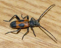 Cedar Tree Borer thumbnail 3