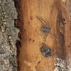 Philodromus vulgaris thumbnail 2
