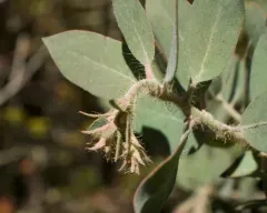 Del Norte manzanita thumbnail 4