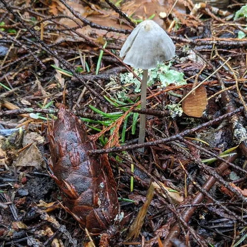 Mycena robusta