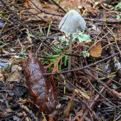 Mycena robusta thumbnail 1