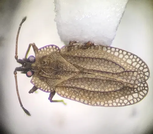 Cooley's lace bug
