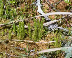 Northern Clubmoss thumbnail 4