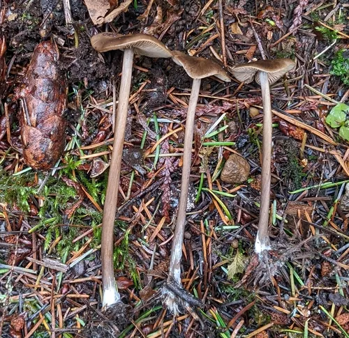 Entoloma hirtipes
