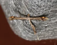 Sage Plume Moth thumbnail 3