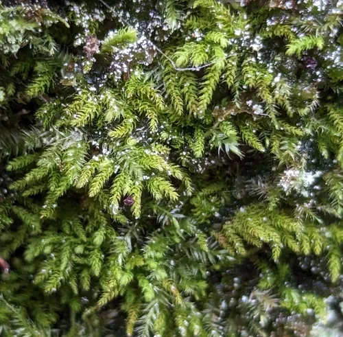 crispleaf roughmoss