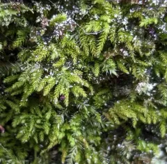 crispleaf roughmoss thumbnail 1