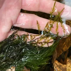 Fontinalis hypnoides thumbnail 2