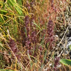 dwarf owl's-clover thumbnail 4