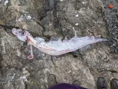 King-of-the-salmon thumbnail 3