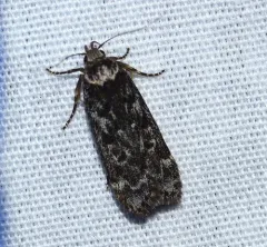 Pale-headed Aspen Leafroller Moth thumbnail 3