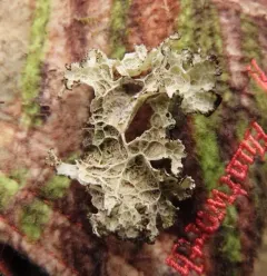 Platismatia lacunosa thumbnail 3