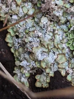 Punctelia stictica thumbnail 1