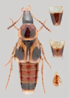 Lordithon kelleyi thumbnail 3