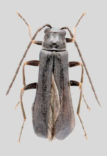 Bigjaw Soldier Beetle