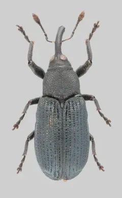 Magdalis austera thumbnail 2