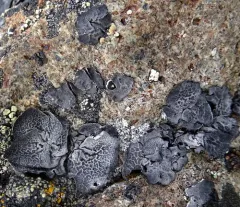 Netted Rocktripe Lichen thumbnail 3