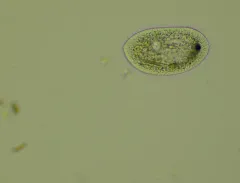 Frontonia acuminata thumbnail 2