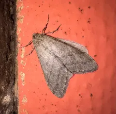 Walnut Spanworm Moth thumbnail 4