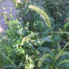 Green Bristle Grass thumbnail 3