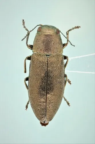 Phaenops aeneola