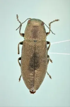 Phaenops aeneola thumbnail 1
