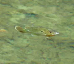 Redbreast Sunfish thumbnail 3