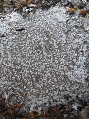 Pore lichen