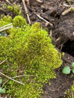 Mühlenberg's Weissia thumbnail 2