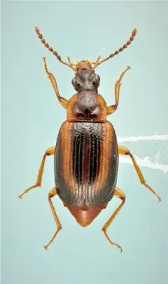 Trigonodemus striatus thumbnail 2