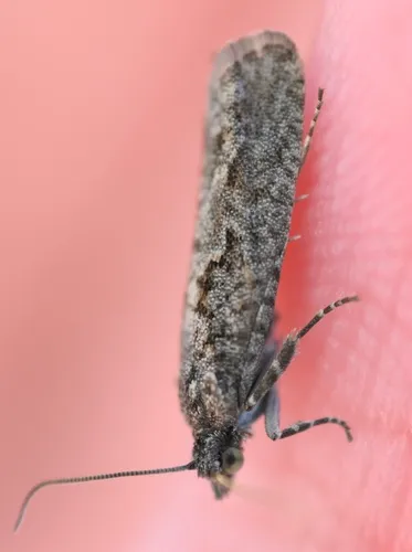 Epinotia vertumnana
