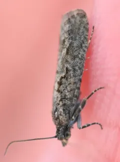 Epinotia vertumnana thumbnail 1