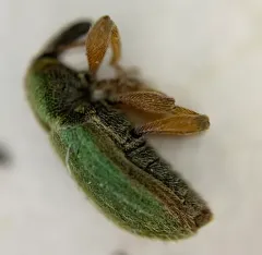 Black-beaked green weevil thumbnail 3