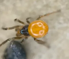 Brownblack Cobweb Weaver thumbnail 2