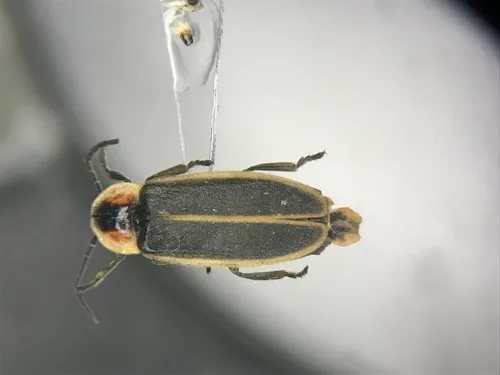 Silent firefly