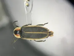 Silent firefly thumbnail 1
