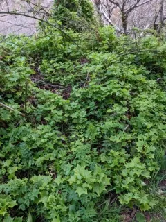 Cape-ivy thumbnail 2