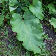 lesser burdock thumbnail 4