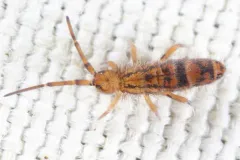 Orchesella celsa thumbnail 3