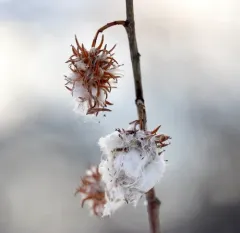 Autumn Willow thumbnail 2
