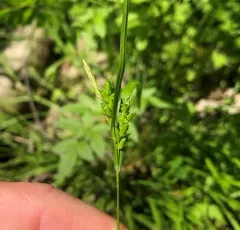Eastern Narrowleaf Sedge thumbnail 4