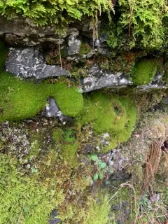 Amphidium californicum thumbnail 3