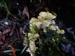 Lemon-colored Antrodiella thumbnail 1