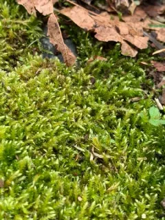 Tufted Feather-moss thumbnail 2