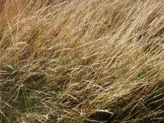 Pacific bentgrass thumbnail 3